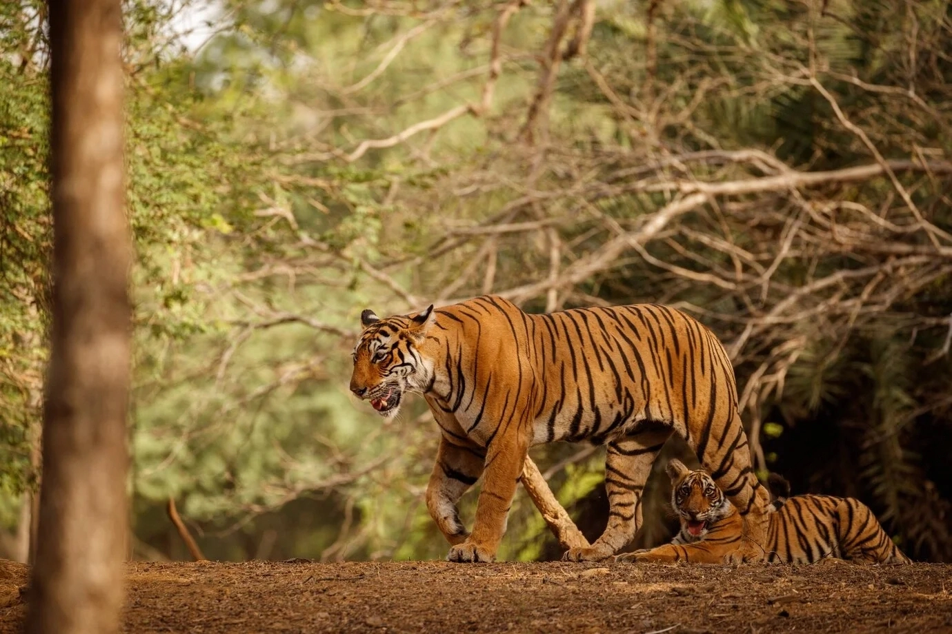 tiger-nature-habitat-transformed