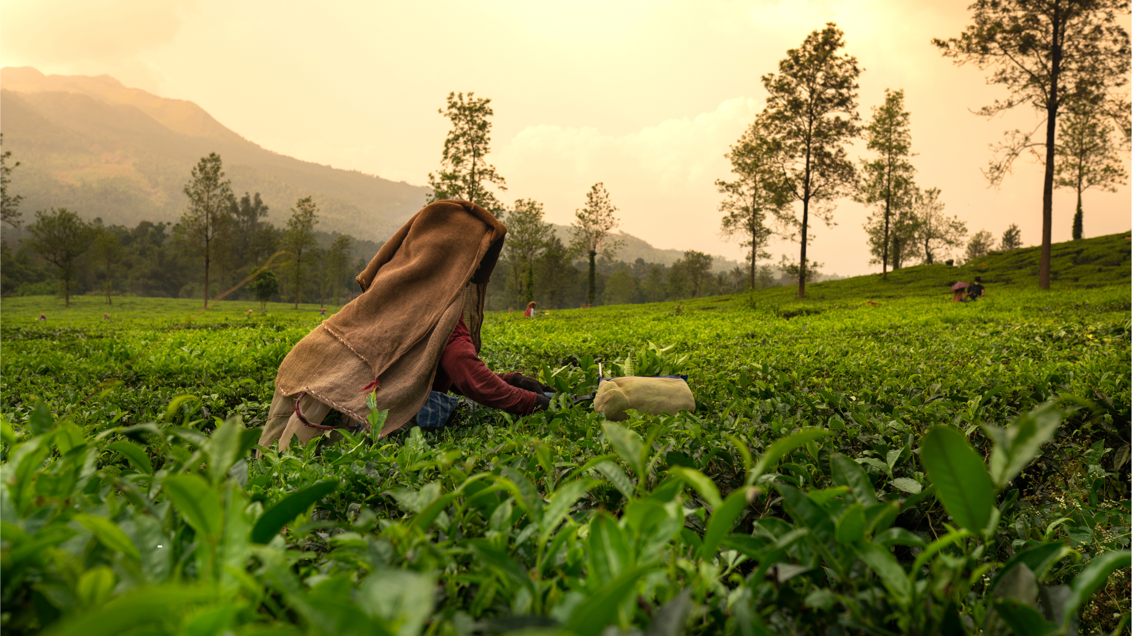 You are currently viewing Exploring India’s Tea Plantations: Best Destinations for Tea Lovers