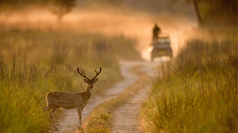Read more about the article India’s National Parks: Best Places for Animal Spotting, Bird Watching, and Photography