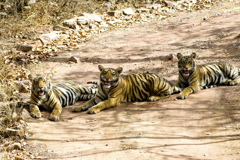 Read more about the article Best Wildlife Safaris in India for Nature Lovers