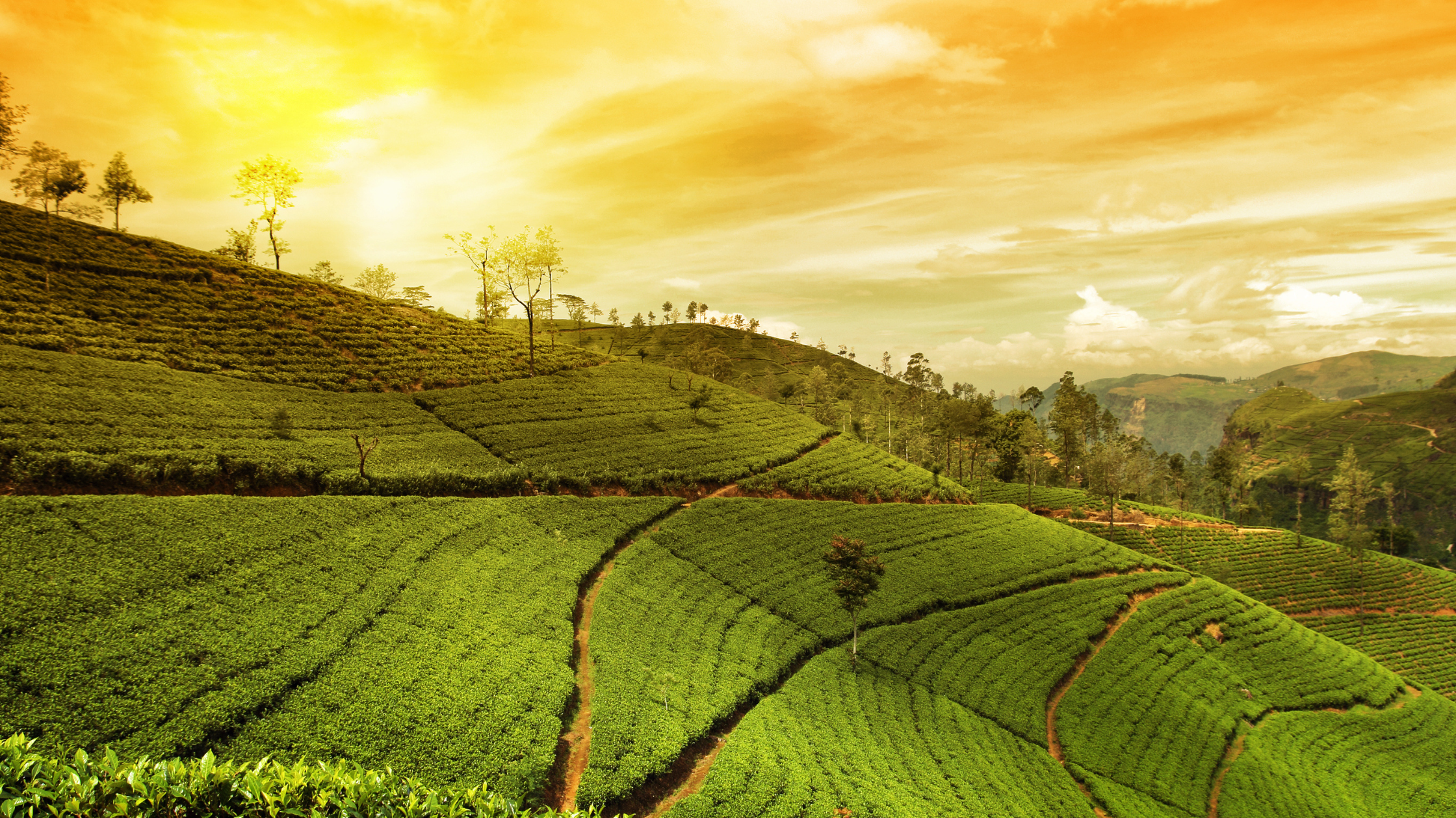 Read more about the article Unseen Northeast India: Discover the Untouched Beauty of Assam and Meghalaya