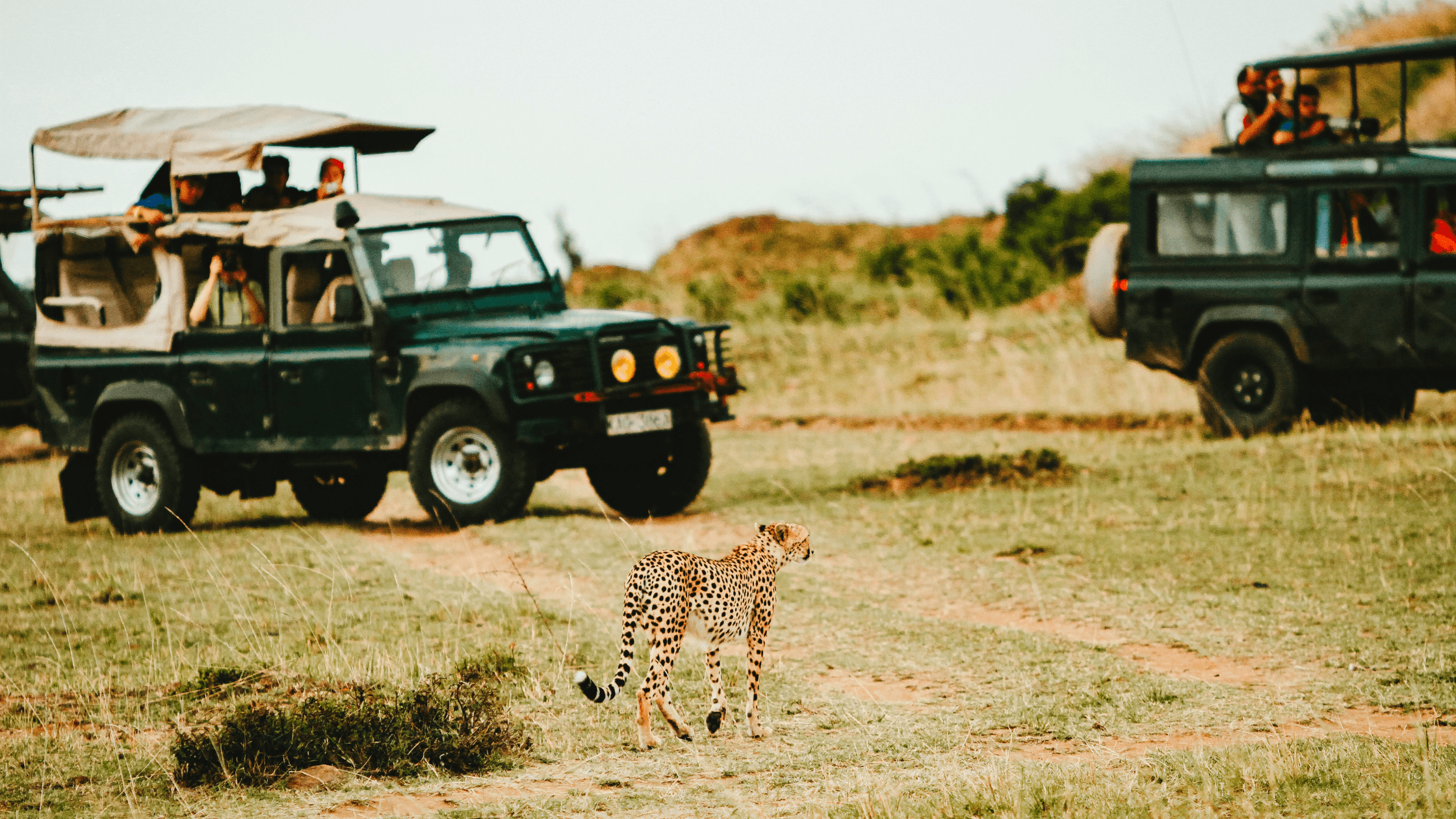 Read more about the article Into the Wild – Discovering Tadoba National Park